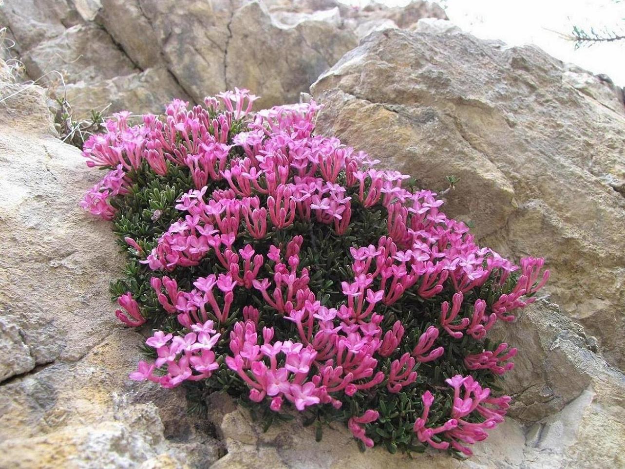 Daphne petraea / Dafne minore